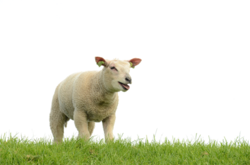 Schapen en Geiten