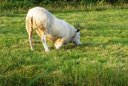 Schapenhoefschaar groen