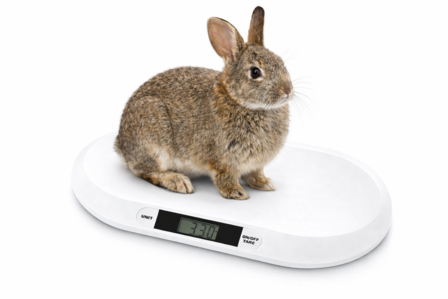 Konijnen of puppy weegschaal