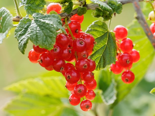 Fruit voor Rumtopf