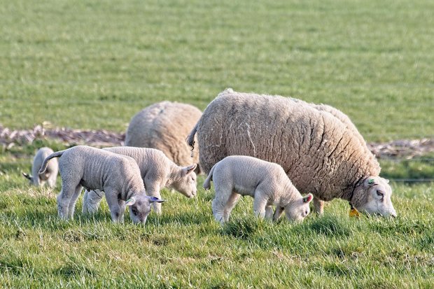 Schapenhoefschaar groen