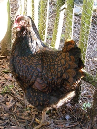 influenza Sandy Paard De Dubbelgezoomde Barnevelder - Natuurlijker leven