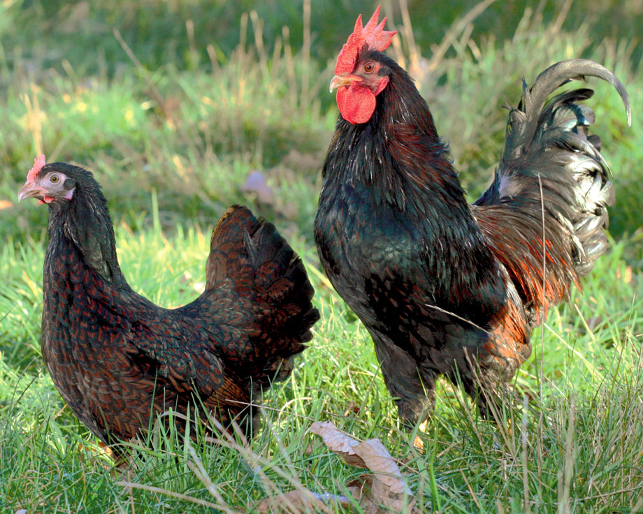 Draad keten Fonkeling De Dubbelgezoomde Barnevelder - Natuurlijker leven