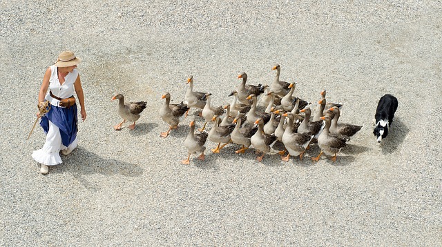 Geese hats