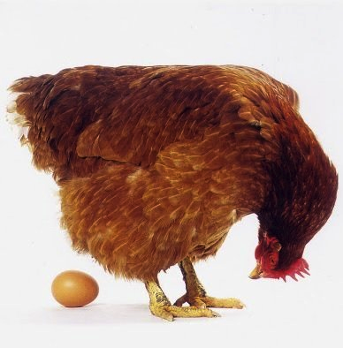 Kippen Houden Natuurlijkerleven