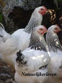 Belang vliegtuigen creëren kippen houden - Natuurlijker leven
