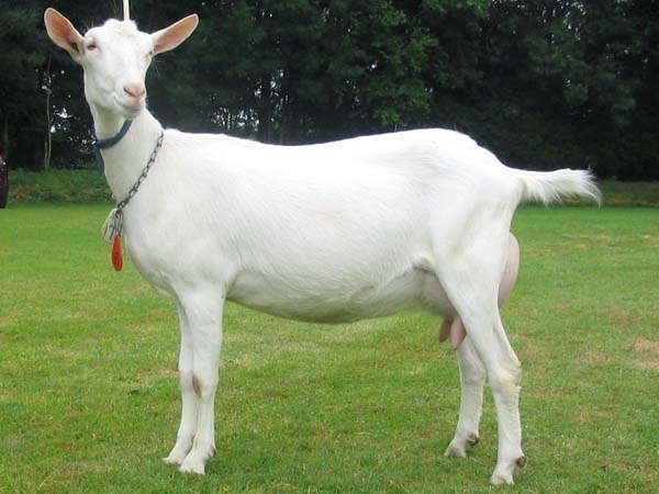 Dutch white goat